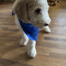 Bernedoodle and Double Doodle Puppies from ETX Dandy Doodle