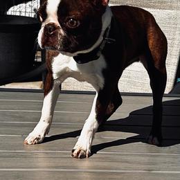 Cocoa - Red female Boston Terrier puppy in Yakima, Washington from Barnett’s AKC Boston Terriers