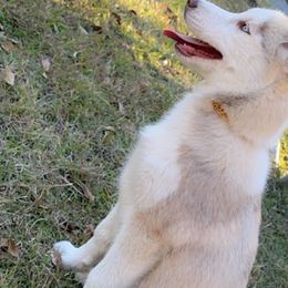 Chloe - Sable and white Siberian Husky puppy in Kingstree, South Carolina from FurryPawKennel