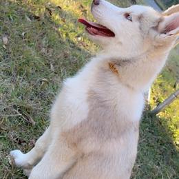 Chloe - Sable and white Siberian Husky puppy in Kingstree, South Carolina from FurryPawKennel