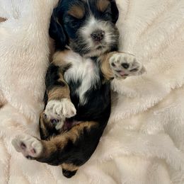 Cocker Spaniel Puppies from Jennifer Dees