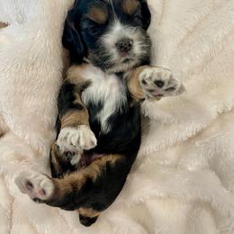 Cocker Spaniel Puppies from Jennifer Dees