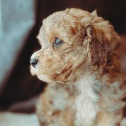 Yorkipoos from Emerald City Poodles