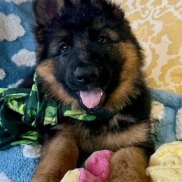 German Shepherd Puppies from Salty Raccoon Ranch German Shepherds