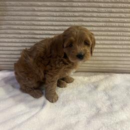 Aspen - Apricot female Cavapoo puppy in Payson, Utah from Country Sky Doodles
