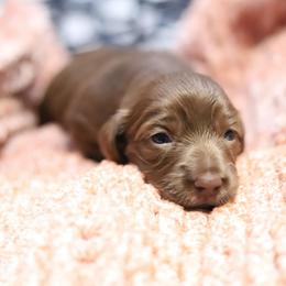 Sunny - Red female Dachshund puppy in Eaton, Ohio from Miniature Alphas Dachshunds