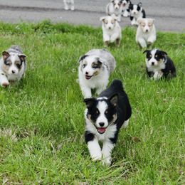 Australian Shepherd Puppies from Real McCoy Australian Shepherds