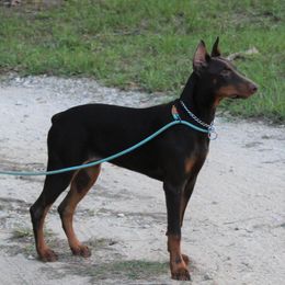 Doberman Pinscher Puppies from Angela Rogers