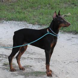 Doberman Pinscher Puppies from Angela Rogers