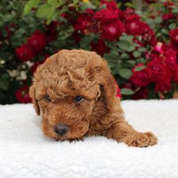 Reed- AKC Mini Poodle in NC - Apricot male Poodle puppy in Stokesdale, North Carolina from His and Hers Poodles and Doodles