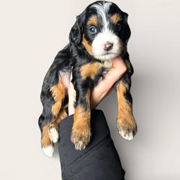Alberta - Tri-color female Bernedoodle puppy in Alpharetta, Georgia from Doodles of Buckhead