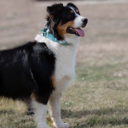 Phoebe - Australian Shepherd