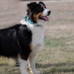 Phoebe - Australian Shepherd