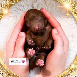 Waffle - Red  female Goldendoodle puppy in Kissimmee, Florida from Poodle Doodle Kennels
