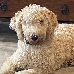 Girlie - Labradoodle