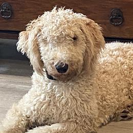 Girlie - Labradoodle