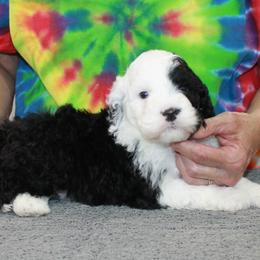 Max - Black and white male Portuguese Water Dog puppy in Beatrice, Nebraska from Success Portuguese Water Dogs