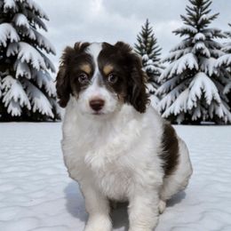 Latte - Brown and white female Aussiedoodle puppy in Lebanon, Oregon from Abbott Family Farm