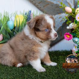 Adobe - Red merle male Toy Australian Shepherd puppy in Granbury, Texas from Best Little Aussies