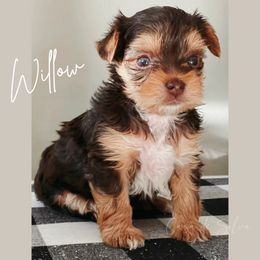 French Bulldog and Yorkshire Terrier Puppies from Casa De Silva LLC