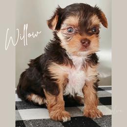 French Bulldog and Yorkshire Terrier Puppies from Casa De Silva LLC