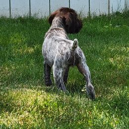 Wirehaired Pointing Griffon Puppies from Harmony Hills Griffons