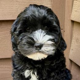 Onyx (Yellow Collar) - Black and chalk female Australian Labradoodle puppy in Mount Gilead, North Carolina from Tillery Labradoodles