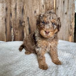 Dewey - Chocolate merle male Bernedoodle puppy in Savannah, Missouri from Rose Creek Mini Aussies and doodles