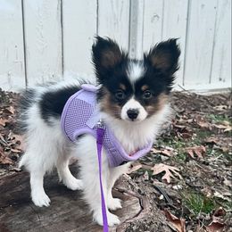 Papillon Puppies from Papillons in the Pines