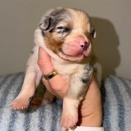 Alfredo - Blue merle male Australian Shepherd puppy in Anniston, Alabama from All Hale Aussies