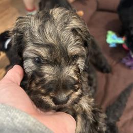 Green Collar - Sable male Bernedoodle puppy in Riverside, California from Wimbledon Bernedoodles
