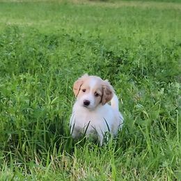 Girl 10 - Parti Goldendoodle puppy in Kenosha, Wisconsin from Madden Golden Doodles