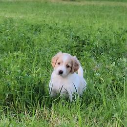 Girl 10 - Parti Goldendoodle puppy in Kenosha, Wisconsin from Madden Golden Doodles