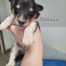 Cassette - Black white and tan female Collie puppy in Mattoon, Illinois from Gold Leaf Collies
