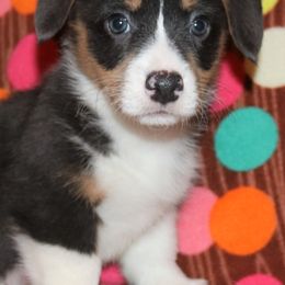 Pembroke Welsh Corgi Puppies from Wild West Corgis of Texas