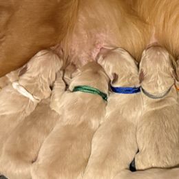 Mr. Black - Golden male Golden Retriever puppy in Havana, Florida from Golden Gems