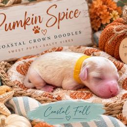 Pumpkin spice - Cream female Goldendoodle puppy in Port Saint Lucie, Florida from Coastal Crown Doodles