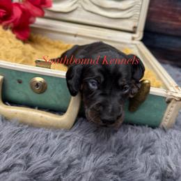 Red - Black and cream female Dachshund puppy in Leoma, Tennessee from Southbound Kennel