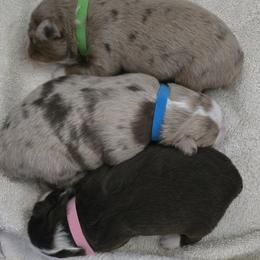 Miniature American Shepherd puppies from Burton's Mini American Shepherds