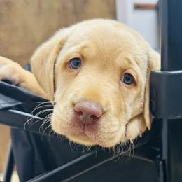 Pink Girl - Yellow female Labrador Retriever puppy in Rock Hill, South Carolina from North Star Retrievers