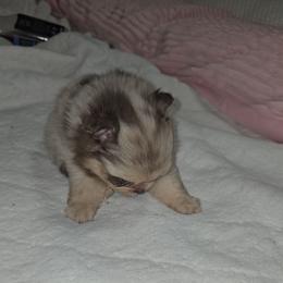 Poppy - Chocolate merle female Pomeranian puppy in Angleton, Texas from Pomeranian Palace, LLC