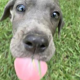 Great Dane Puppies from Tar River Great Danes