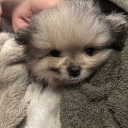 Draco will be ready before Christmas (December sixth) - Blue merle male Pomeranian puppy in New Tazewell, Tennessee from Pom Pom Pomskies and Pomeranians-TN