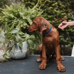 Rhodesian Ridgeback Puppies from African Legends Rhodesian Ridgebacks