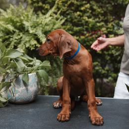 Rhodesian Ridgeback Puppies from African Legends Rhodesian Ridgebacks