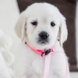 Ms. Pink Collar - Light golden female Golden Retriever puppy in Troy, Alabama from Southland Goldens