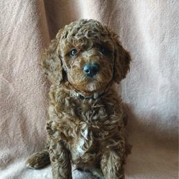 Orzo - Red  male Poodle puppy in Queen Creek, Arizona from Desert Born Kennel