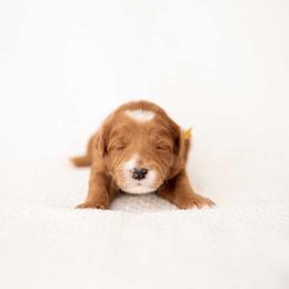 HONEY - Red  female Goldendoodle puppy in Meridian, Idaho from Country Club Doodles