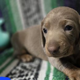 Dachshunds from Reagan Wilhelm