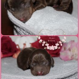 Pecan pie - Chocolate and tan female Dachshund puppy in Pope, Mississippi from Anna’s Mini Doxies